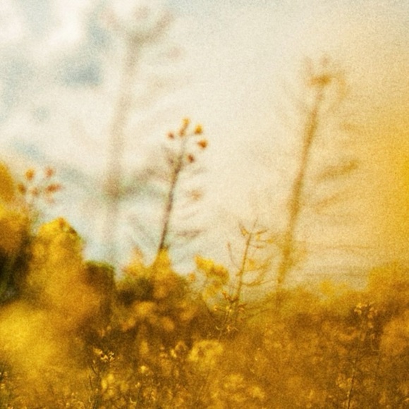 Cinderella Enamel Pin's - Disney Blue Birds - Picture 4 of 4